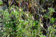 Ursinia pilifera