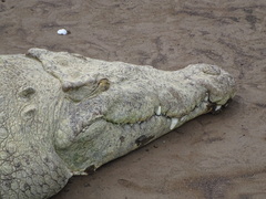 Crocodylus acutus
