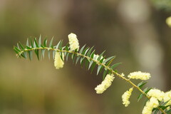 Acacia oxycedrus