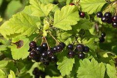 Crataegus chlorosarca