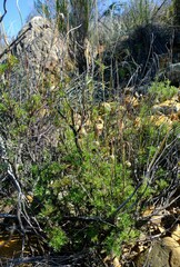 Ursinia pilifera