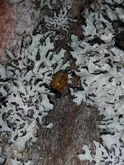 Chrysomela lapponica