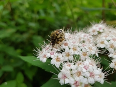 Lasiotrichius succinctus