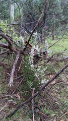 Erica lusitanica