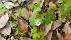 Geranium nepalense