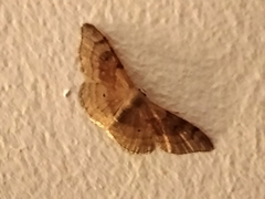 Idaea degeneraria