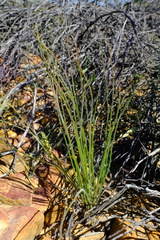 Trachyandra gracilenta