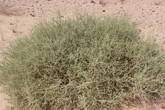 Cornulaca monacantha