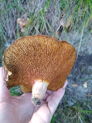 Suillus bovinus