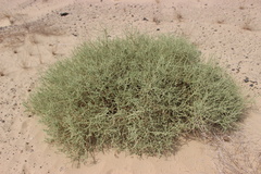 Cornulaca monacantha