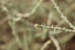 Cornulaca monacantha