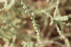 Cornulaca monacantha