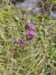 Gentianella amarella