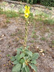 Verbascum phlomoides