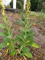 Verbascum phlomoides