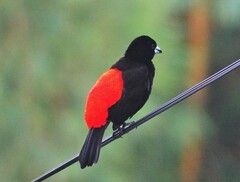 Ramphocelus passerinii