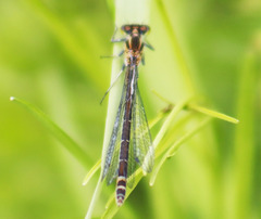 Coenagrion lunulatum
