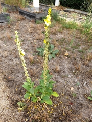 Verbascum phlomoides