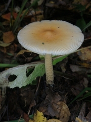 Amanita crocea