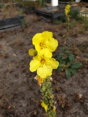Verbascum phlomoides