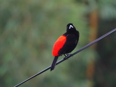 Ramphocelus passerinii