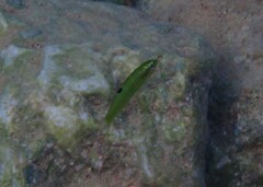 Thalassoma pavo