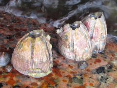 Megabalanus coccopoma