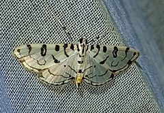 Conchylodes terminipuncta