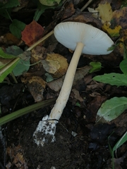 Amanita crocea