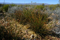 Thamnochortus schlechteri