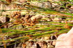 Thamnochortus schlechteri
