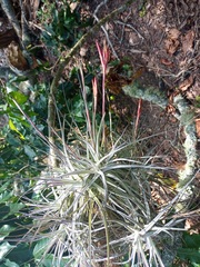 Tillandsia schiedeana