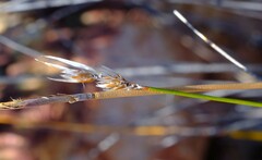 Thamnochortus schlechteri