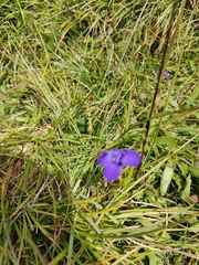 Gentianopsis ciliata