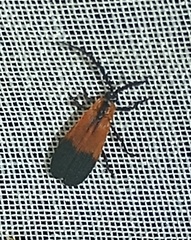 Calopteron terminale