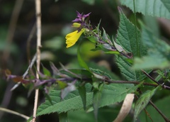 Melampyrum velebiticum