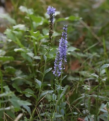 Veronica barrelieri