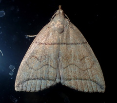 Herminia grisealis