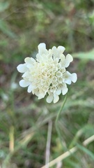Scabiosa ochroleuca