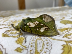 Eudocima hypermnestra