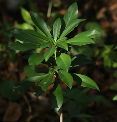 Daphne laureola
