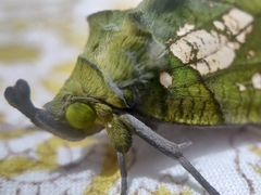 Eudocima hypermnestra