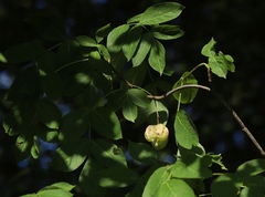 Staphylea pinnata