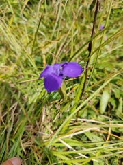 Gentianopsis ciliata