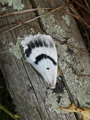 Catocala fraxini
