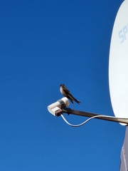 Ptyonoprogne fuligula