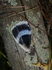 Catocala fraxini