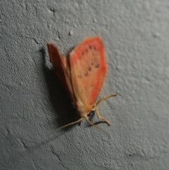 Miltochrista miniata