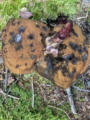 Neoboletus luridiformis