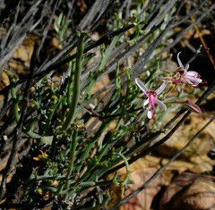 Pelargonium laxum